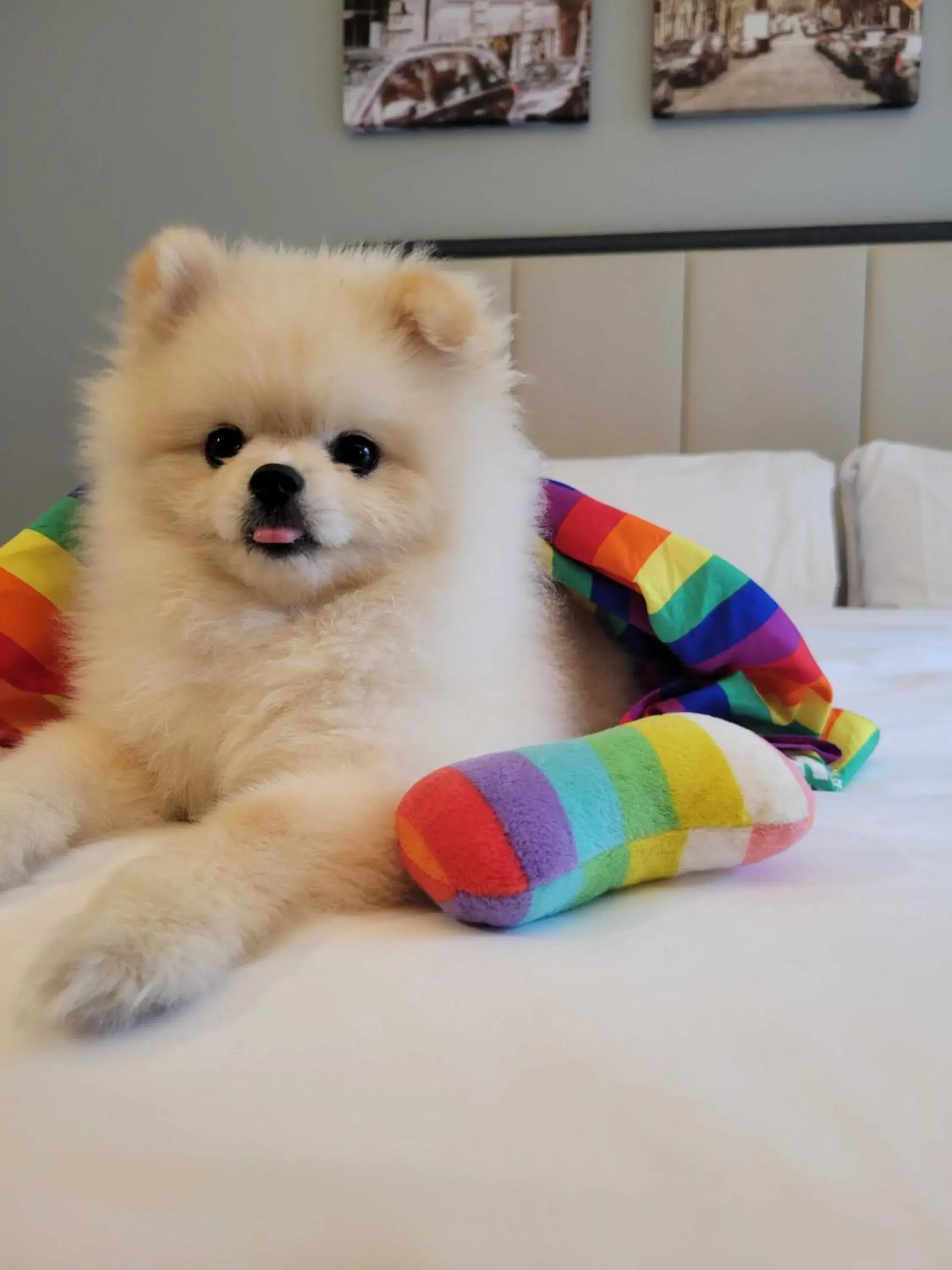 Pets in Citadines Connect Fifth Avenue New York Pets in Citadines Connect Fifth Avenue New York