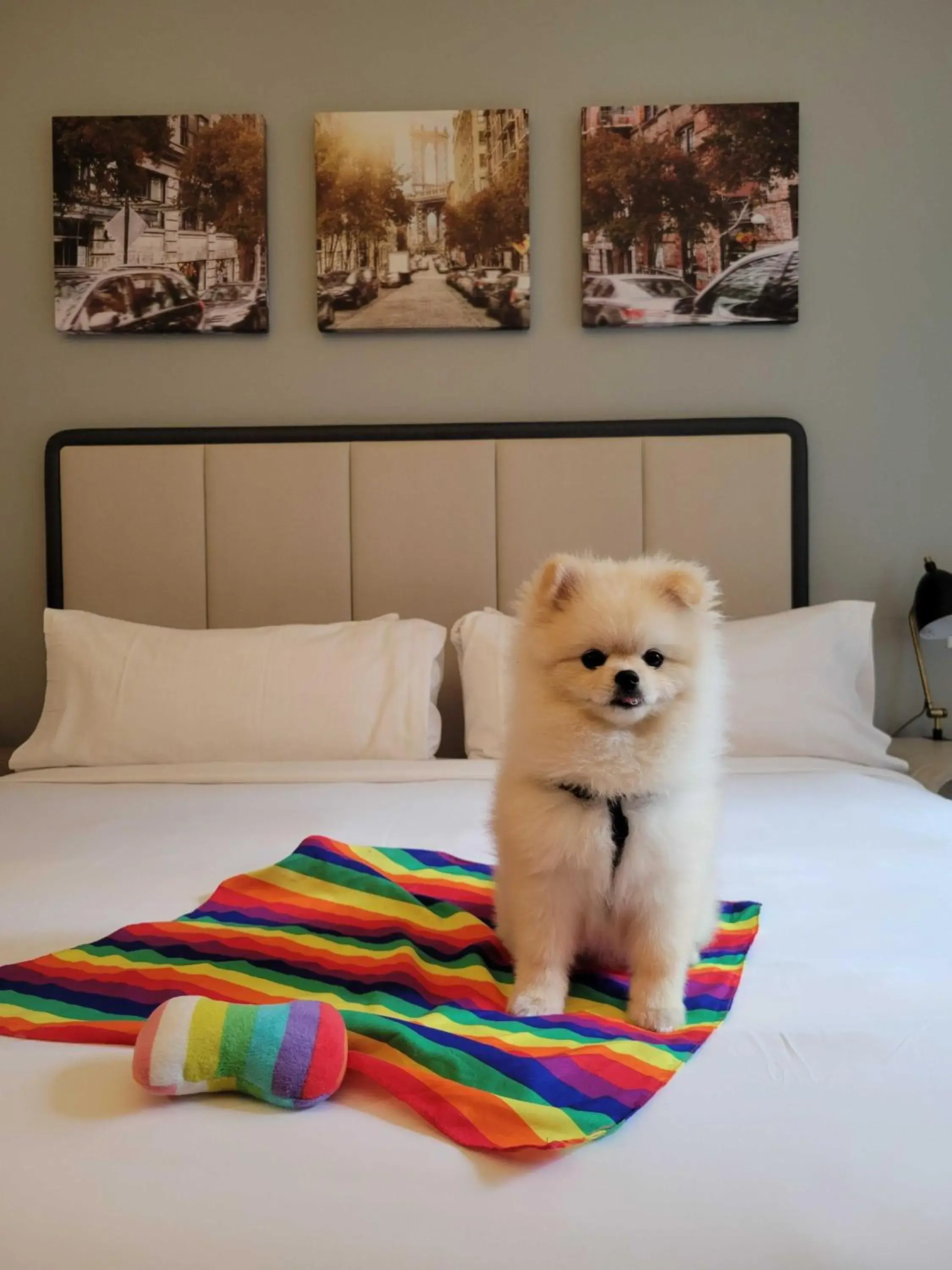 Pets in Citadines Connect Fifth Avenue New York Pets in Citadines Connect Fifth Avenue New York