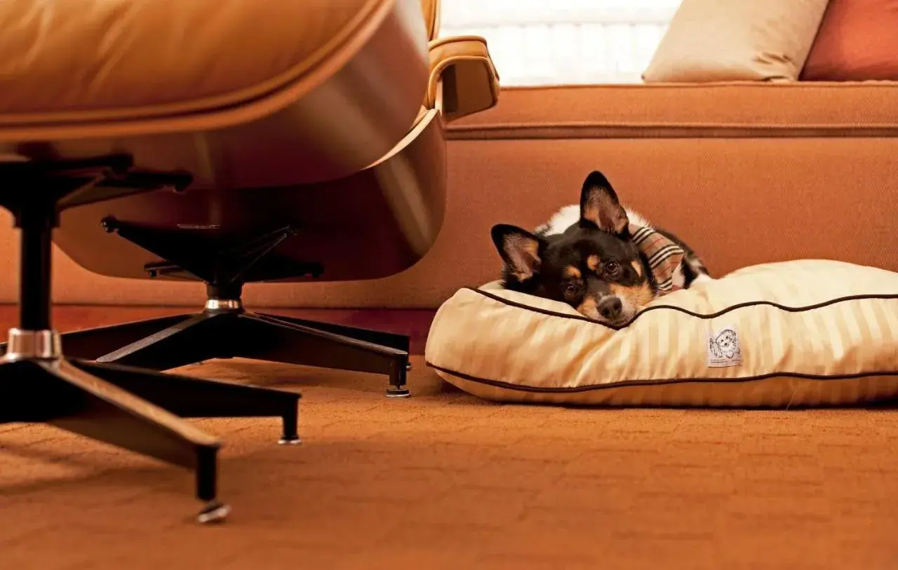 Pets in Hyatt Place Atlanta Buckhead Pets in Hyatt Place Atlanta Buckhead