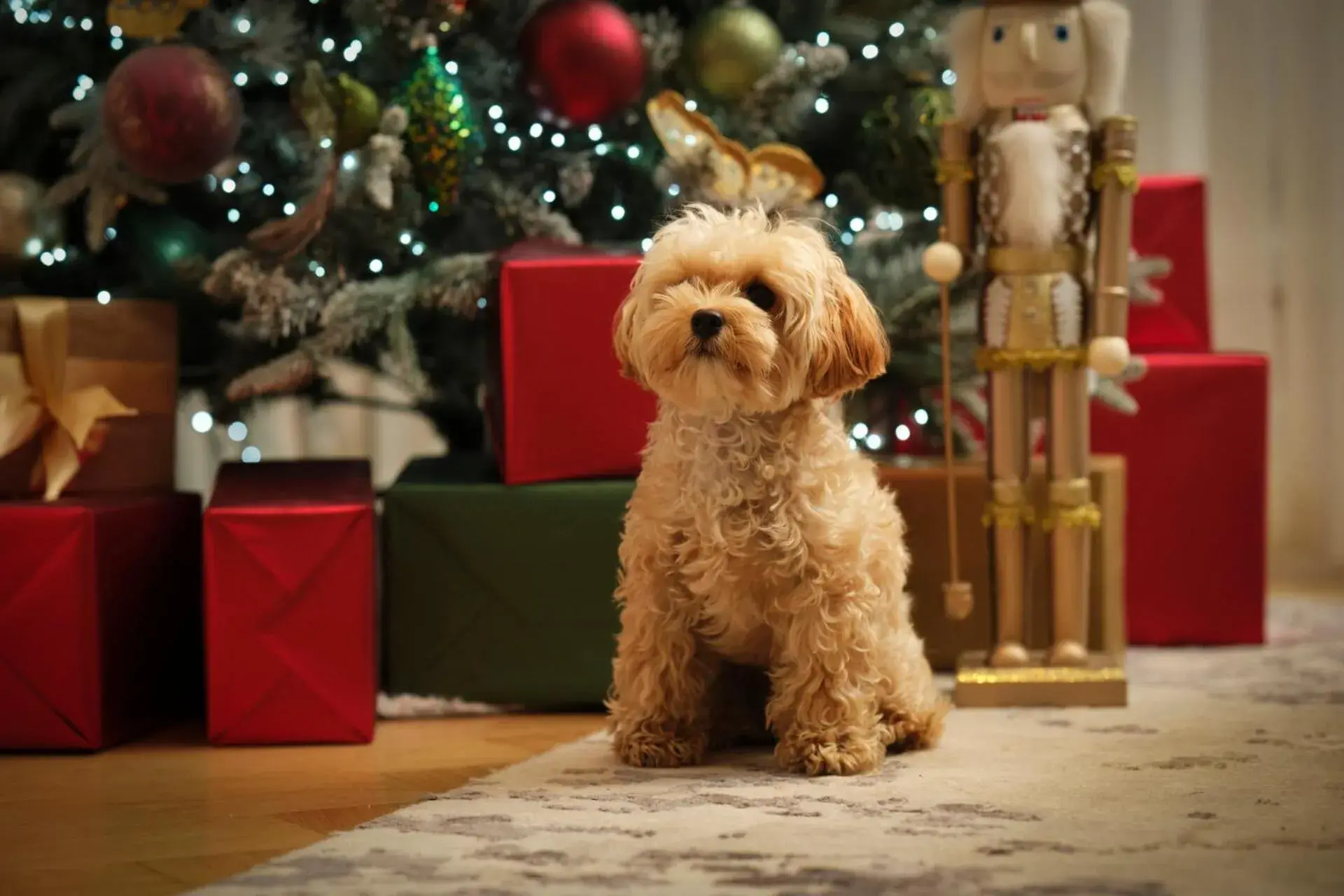pet friendly in Four Seasons Hotel London at Tower Bridge pet friendly in Four Seasons Hotel London at Tower Bridge